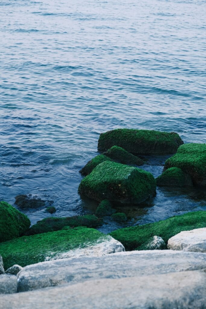 Coastal image of moss-covered rocks surrounded by ocean water